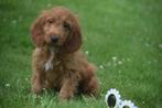 Cockapoo pups, België, 8 tot 15 weken, Meerdere, Meerdere dieren