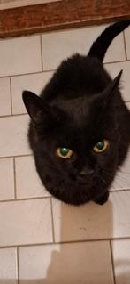 Oudere kat, Dieren en Toebehoren, Katten en Kittens | Overige Katten, Poes