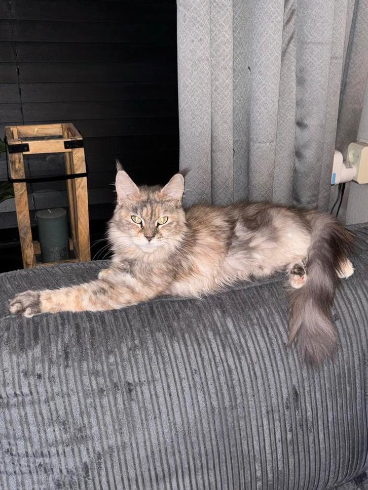 Lieve maine coon poes, Dieren en Toebehoren, Katten en Kittens | Raskatten | Langhaar, Poes, Gechipt