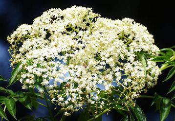 Vlier planten beschikbaar voor biedingen