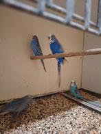 Kleurgrasparkieten blauw en violet, Meerdere dieren, Parkiet