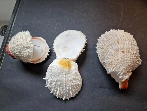 mooie Spondylus variants geen kleintjes, Verzamelen, Mineralen en Fossielen, Mineraal, Ophalen of Verzenden