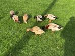 Indische loopeenden, Dieren en Toebehoren, Pluimvee, Meerdere dieren, Eend