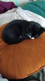 KITTEN /poes 10 weken oud, Dieren en Toebehoren, Katten en Kittens | Overige Katten, Poes