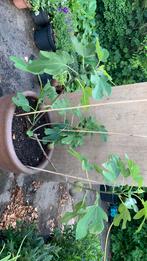 Te koop mooie Vijgenboom, Tuin en Terras, Planten | Bomen, Ophalen of Verzenden, Volle zon, Overige soorten