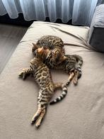 Raszuivere Bengaalse kittens, Meerdere dieren, Gechipt, 0 tot 2 jaar