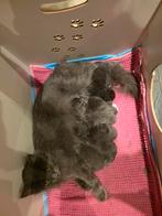 Kittens, kruising ragdoll/mainecoon, ragcoon, grijs & wit ❤, Dieren en Toebehoren, Meerdere dieren