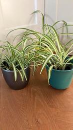 Graslelie in sierpot, Huis en Inrichting, Ophalen, Overige soorten, Halfschaduw, In pot