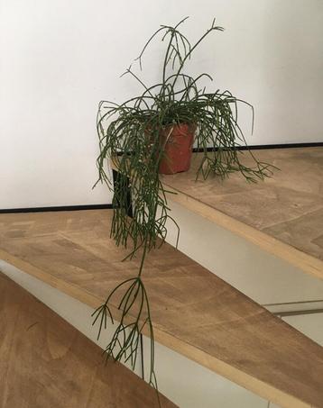Mooie lange hangende biologische koraalcactus Rhipsalis beschikbaar voor biedingen