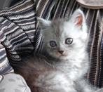 Britse langhaar, Poes