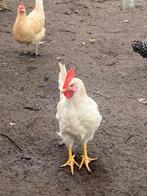 3 leghorn haantje’s, Mannelijk, Kip