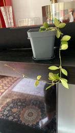 Hoya puber HP  , planten, Ophalen of Verzenden, Overige soorten, Minder dan 100 cm