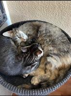 Europesekorthaar kittens, Poes