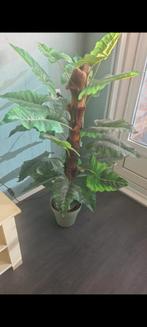 Mooie kamerplant, Overige soorten, In pot, 150 tot 200 cm, Groene kamerplant