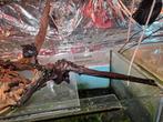 Aquariumhout 6 stukken voor €20, Ophalen, Plant(en), Steen of Hout
