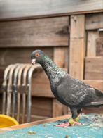 Duiven, Dieren en Toebehoren, Vogels | Duiven, Meerdere dieren, Overige soorten