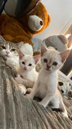 Kittens te koop, Dieren en Toebehoren, Katten en Kittens | Raskatten | Korthaar, Meerdere dieren, 0 tot 2 jaar
