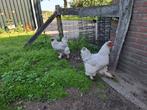 Mooie toom brahma parelgrijs, Dieren en Toebehoren, Pluimvee, Meerdere dieren, Kip