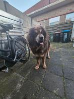 Lieve tibetaanse mastiff reu net 1 jaar oud, Dieren en Toebehoren, België, Particulier, 1 tot 2 jaar, Eén hond