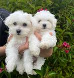 Super mooi maltezer pups te koop, Dieren en Toebehoren, Honden | Chihuahua's en Gezelschapshonden, België, Maltezer, Particulier