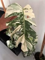 Monstera albo variegata stekje, Huis en Inrichting, Kamerplanten, Overige soorten, Minder dan 100 cm, Groene kamerplant, Halfschaduw