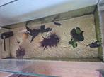 Twee axolotl plus aquarium, Dieren en Toebehoren, Ophalen, Zo goed als nieuw, Terrarium of Paludarium