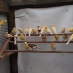 Kanaries, Dieren en Toebehoren, Meerdere dieren, Kleurkanarie