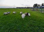 Gezond koppel Hampshire Down schapen en 2 Swifter ooien, Dieren en Toebehoren, Vrouwelijk, Schaap, 0 tot 2 jaar