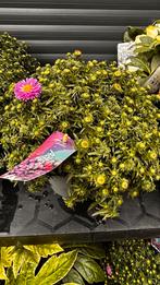 Prachtige Aster - Vaste Plant voor uw Tuin!, Volle zon, Vaste plant, Herfst, Ophalen