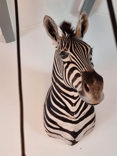 💥👉 Nieuwe Opgezette Zebra - Afrika, Verzamelen, Dierenverzamelingen, Nieuw, Opgezet dier, Ophalen of Verzenden