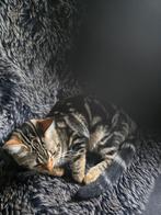 Halve bengaalse poesjes 2 en 1 katertje ik ben en katertje, Dieren en Toebehoren, Katten en Kittens | Raskatten | Korthaar, Meerdere dieren