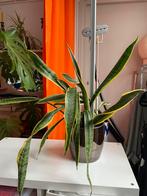 Sanseveria, incl pot, Ophalen of Verzenden, Overige soorten, Halfschaduw, Minder dan 100 cm