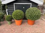 Ilex crenta bollen caroline upright jenny super strak, Vaste plant, Halfschaduw, Lente, Ophalen