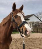 EquiBling / EquiBridle hoofdstel maat cob, Ophalen of Verzenden, Zo goed als nieuw, Dressuur