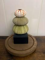 Zee egels op een sokkel in een stolpje, Verzamelen, Ophalen of Verzenden, Nieuw, Overige soorten, Overige typen