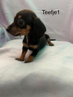 Teckel puppy’s, Dieren en Toebehoren, Standaard, CDV (hondenziekte), 8 tot 15 weken, Korthaar