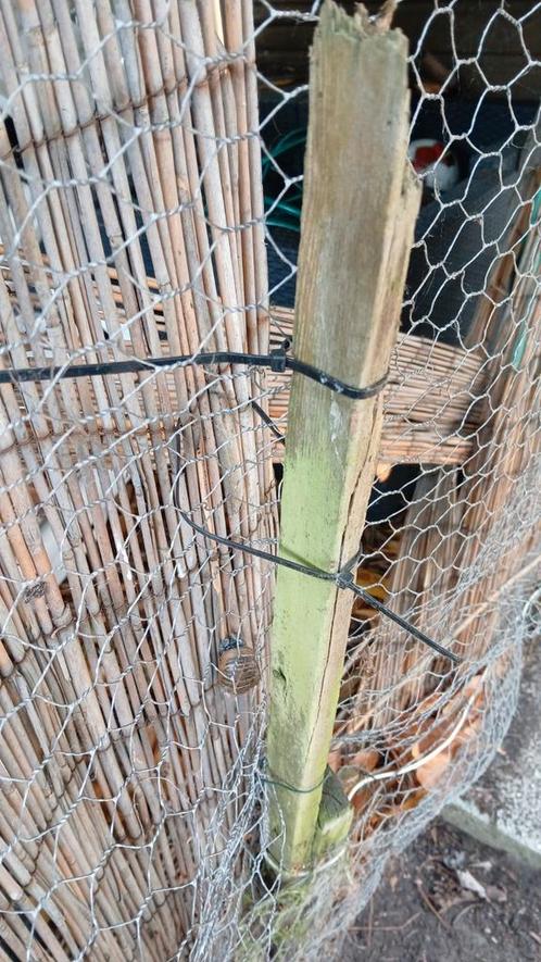 Handyman ... Klusjesman, Dieren en Toebehoren, Vogels | Parkieten en Papegaaien, Meerdere dieren