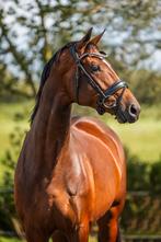 Mooie kans te koop!, Dieren en Toebehoren, Paarden, Merrie, Gechipt, Dressuurpaard, Zadelmak