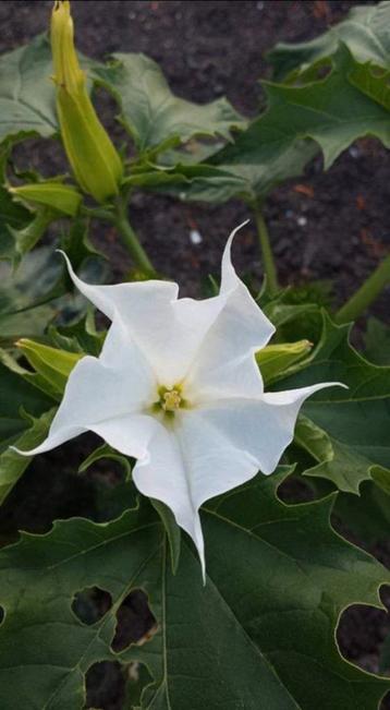 Datura stramonium - Doornappel zaden  beschikbaar voor biedingen