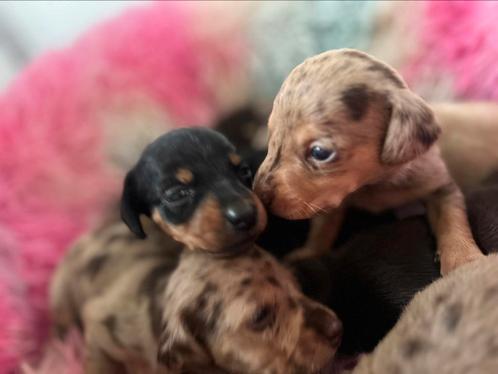 Dwerg Teckel pups cream dapple cream dragend, Dieren en Toebehoren, Honden | Teckels en Dashonden, Meerdere dieren, Korthaar, Dwerg