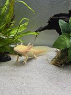 Albino Golden Axolotl Te Koop – €25, Overige typen, Zoetwatervis, Schoolvis