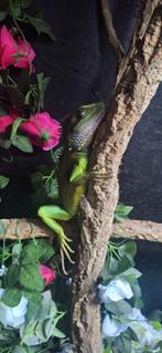 Wateragaam, Dieren en Toebehoren, Slang