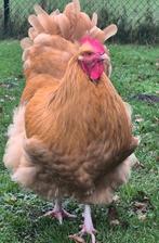 Orpington Buf ( groothoender ), Mannelijk, Kip