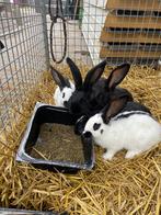 Te koop jonge konijnen: lotharingerx vlaamse reus., Dieren en Toebehoren, Konijnen, Meerdere dieren, Groot, 0 tot 2 jaar