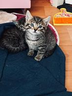Kittens bengaals- mix, Dieren en Toebehoren, Katten en Kittens | Raskatten | Korthaar, Kater, Gechipt, 0 tot 2 jaar