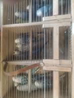 Grasparkieten, Dieren en Toebehoren, Vogels | Kanaries, Meerdere dieren