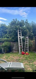 Oude Vijgenboom 'Brown Turkey' Zelf Uitgraven, Bloeit niet, Overige soorten, 250 tot 400 cm, Ophalen