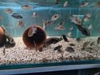 Jack Dempsey Cichliden, Rocio Octofasciata, Vis, Zoetwatervis