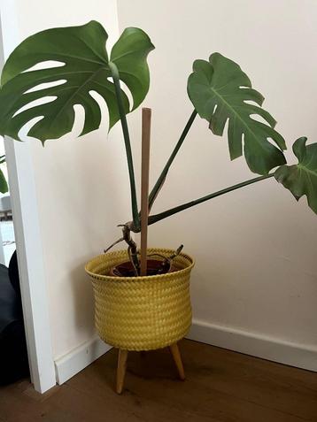 Gele gevlochten plantenpot. Monstera optioneel. beschikbaar voor biedingen