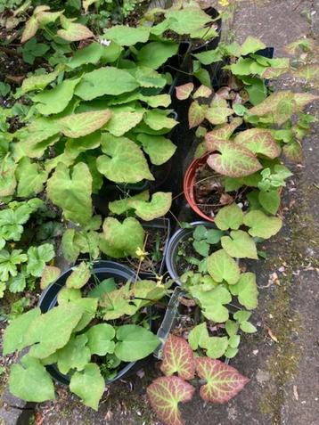 Elfenbloem = Epimedium Frohnleiten Schaduw, half schaduw beschikbaar voor biedingen